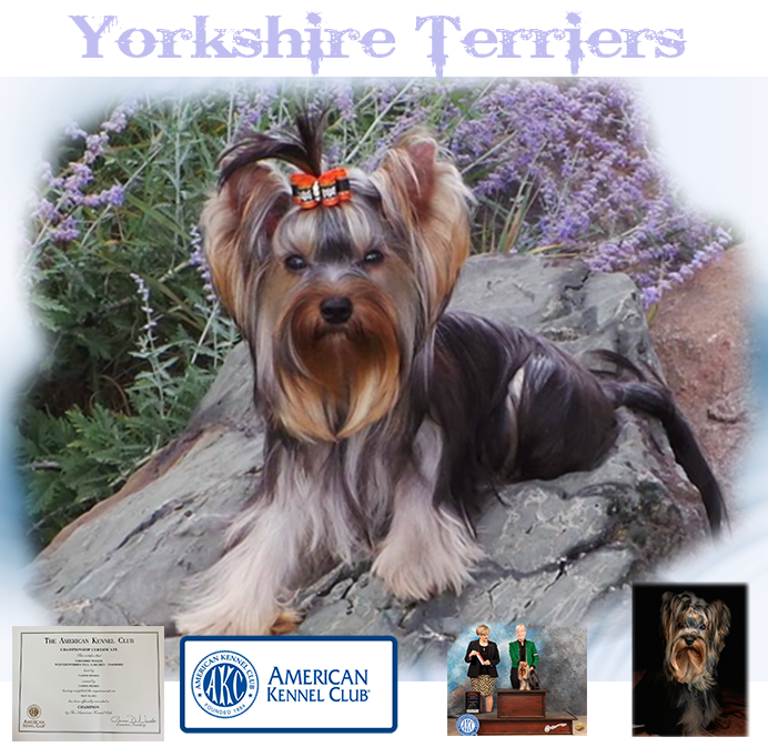 Yorshire Terriers
